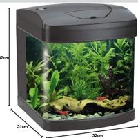 acquario piccolo betta caridine