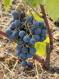 Uva da vino