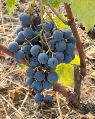 Uva da vino