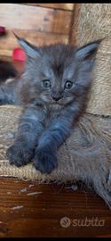 Maine Coon