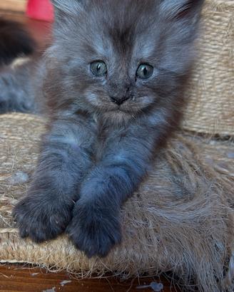 Maine Coon