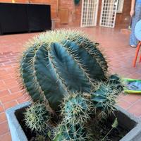 Echinocactus Grusonii (cuscino della suocera)