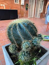 Echinocactus Grusonii (cuscino della suocera)