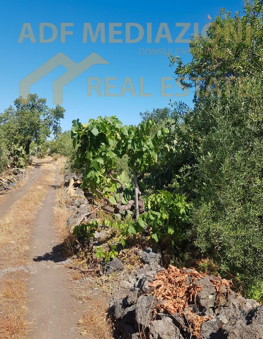 Terreno Agricolo Con Case Accatastate - Vista 4