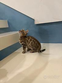 cuccioli gatto bengala 
