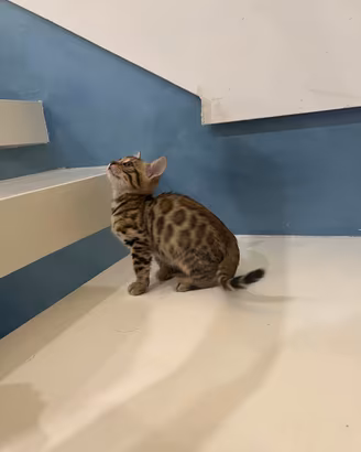 cuccioli gatto bengala 