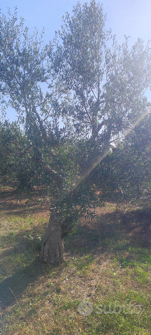 Terreno agricolo - Vista 5