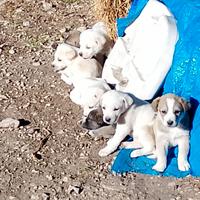 Dono cuccioli