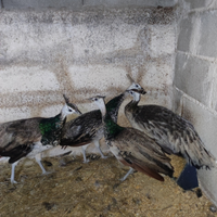 Pavoncini nigripennis