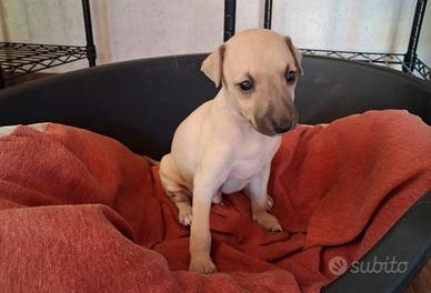 Piccolo levriero italiano cuccioli