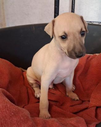 Piccolo levriero italiano cuccioli