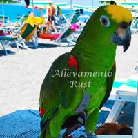 Amazzone Fronte gialla