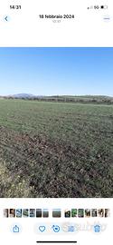 Terreno 8000mq vendita Paceco