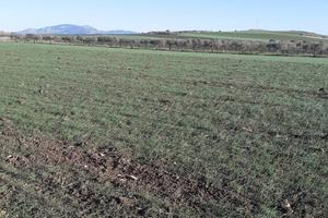 Terreno 8000mq vendita Paceco