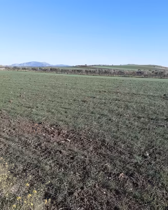 Terreno 8000mq vendita Paceco