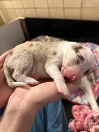Cucciolo border collie lillac merle