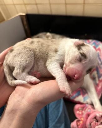 Cucciolo border collie lillac merle