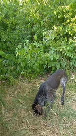 Cane da tartufi