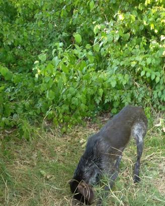 Cane da tartufi