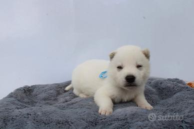 Siberian Husky bianchi con pedigree enci