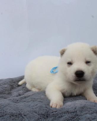 Siberian Husky bianchi con pedigree enci