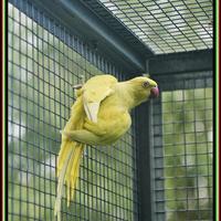 Parrocchetti dal collare