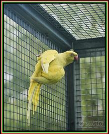 Parrocchetti dal collare