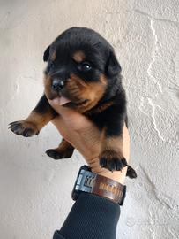 Rottweiler cuccioli