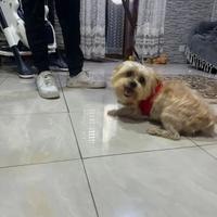 Dolcissima cagnolina