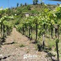 Terreno Agricolo Rocca San Giovanni [v390VRG]