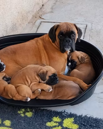 Cuccioli di boxer pedigree', gen.certificati