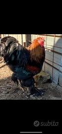 Galli razza brahma