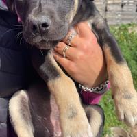 Adotta cane cucciolo taglia media