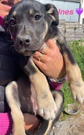 Adotta cane cucciolo taglia media