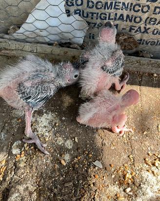 Pulli di pappagallo Calopsita