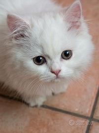 Cuccioli di Persiano bianco