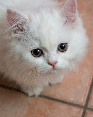 Cuccioli di Persiano bianco