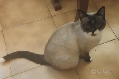 Gatta di 2 anni già sterilizzata