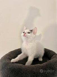 Gattino cucciolo