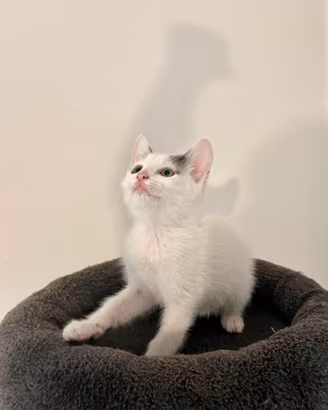 Gattino cucciolo
