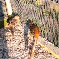 Fagiani dorati rossi