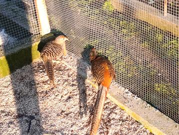 Fagiani dorati rossi