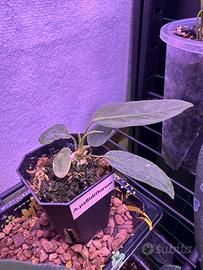 ANTHURIUM PALLIDIFLORUM