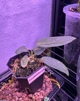 ANTHURIUM PALLIDIFLORUM