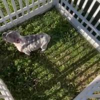 Bulldog francese lilac Merle esotico maschio