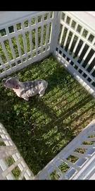 Bulldog francese lilac Merle esotico maschio