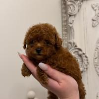 Cucciola Barboncino Mini Toy
