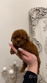 Cucciola Barboncino Mini Toy
