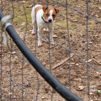 Cuccioli di jack rassell 2 maschi e 2 femmine