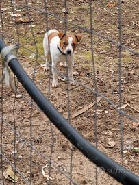 Cuccioli di jack rassell 2 maschi e 2 femmine